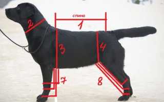 Как измерить собаку?