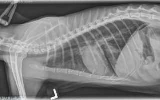 Можно ли вылечить отёк легких у кошки: симптомы и прогноз лечения, смертельно ли это?