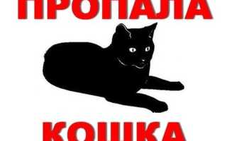 Беда! Пропала кошка, что делать? Как искать её?