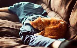Почему коты любят спать в ногах хозяина: приметы и физиология, что это значит?
