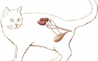 Пиелонефрит у кота и кошек: симптомы и лечение