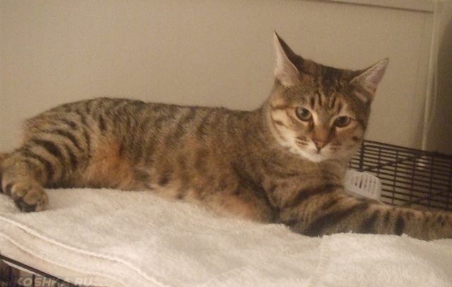 Кошке 5 месяцев
