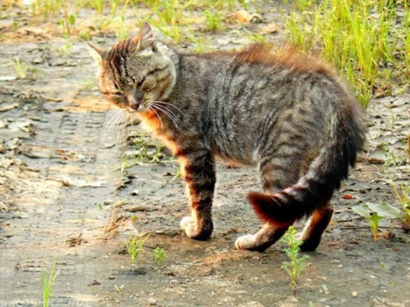 Грязный уличный кот стоит на улице
