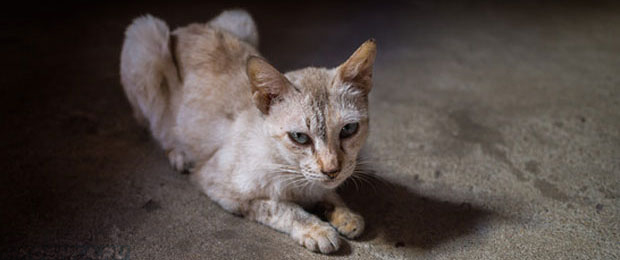 Кот мало ест и болен анорексией