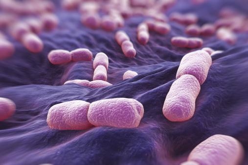 Внешний вид палочкообразных бактерий Listeria под микроскопом