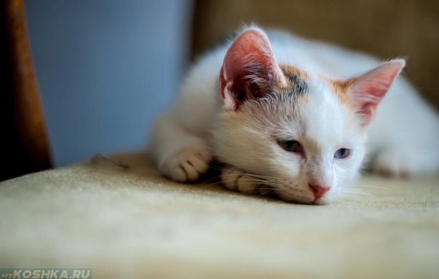 Кошка с грустным выражением лица