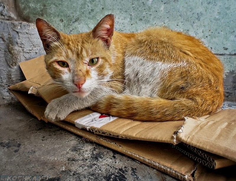Бездомный худой рыжий кот на коробке