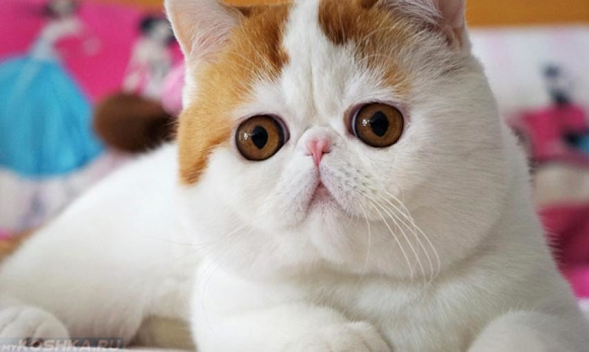 Кошка с укороченной формой морды
