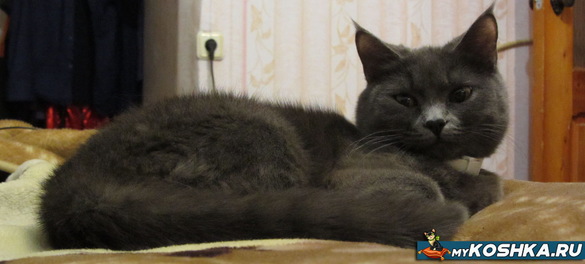 Кошка британской породы 8 месяцев