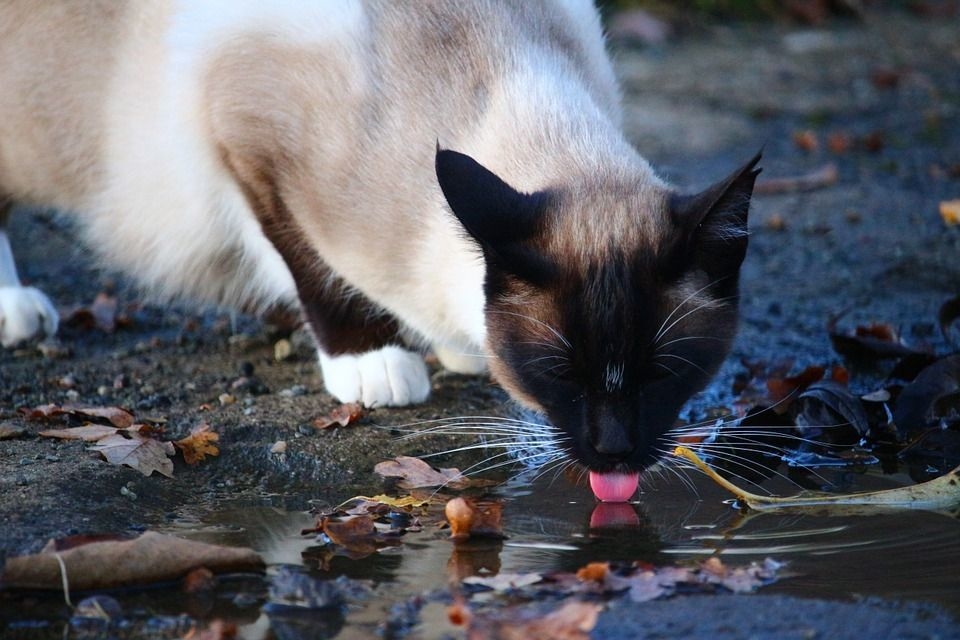 Сиамская кошка лакающая воду из лужи на улице