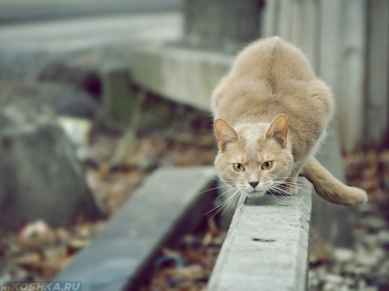 Инстинкт охоты у рыжего кота