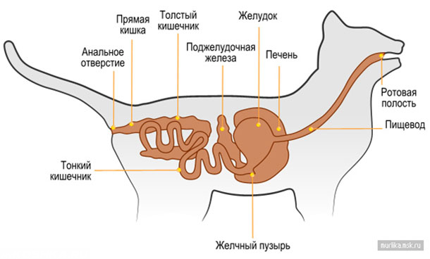 Желудочно кишечный тракт у кошки
