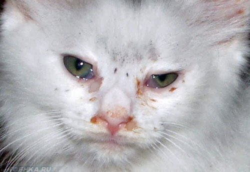 Конъюнктивит у кошки