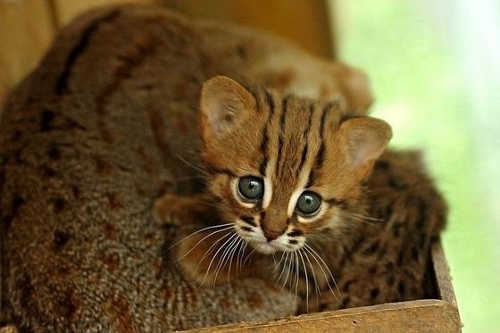 Маленькая дикая кошка сложила лапы на маму