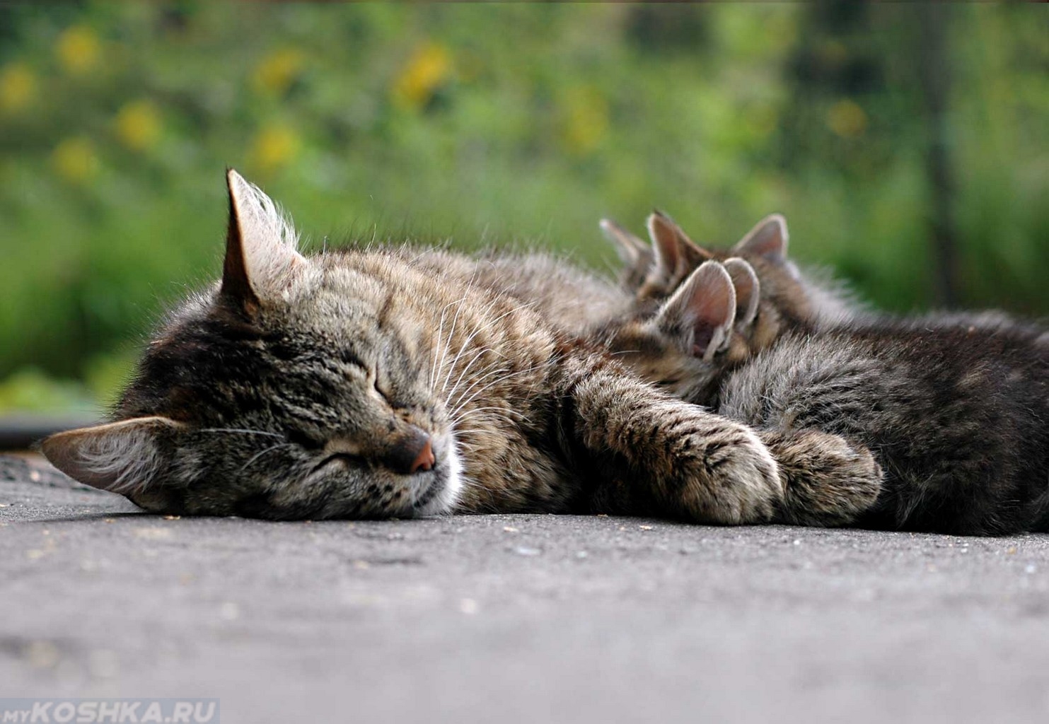 Серая кошка спит и кормит котят