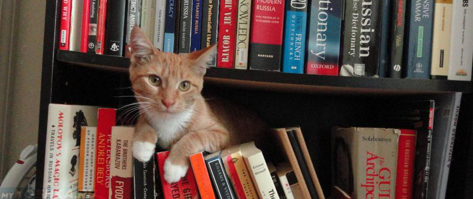 Кошка прячется в квартире на книжной полке
