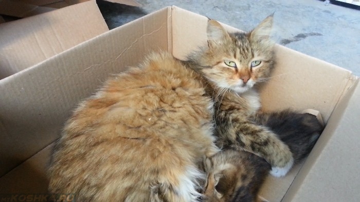 Кошка с котенком в коробке