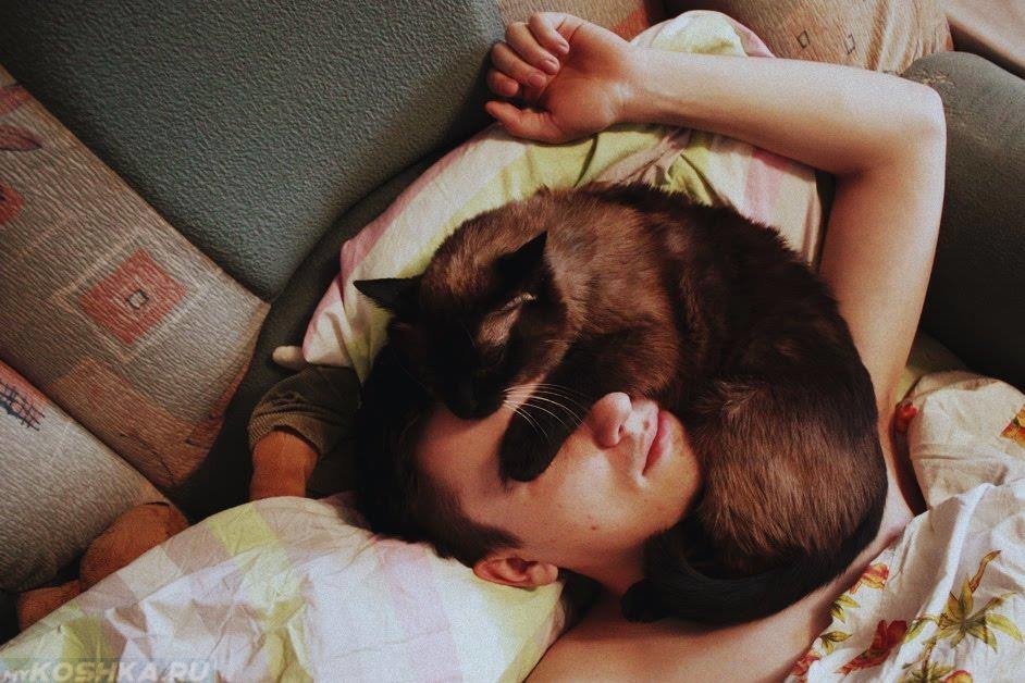 Коричневая кошка на лице своего хозяина