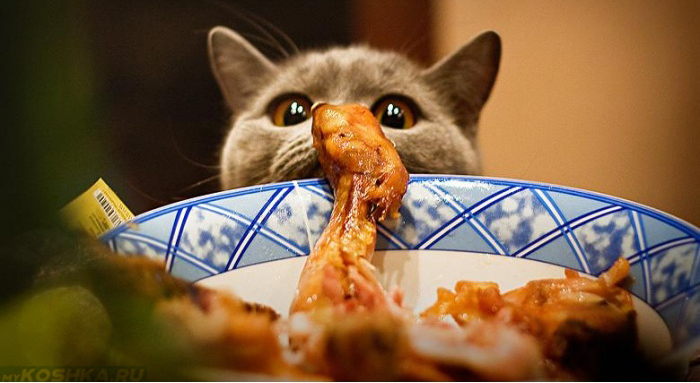 Кошка тащит курицу со стола