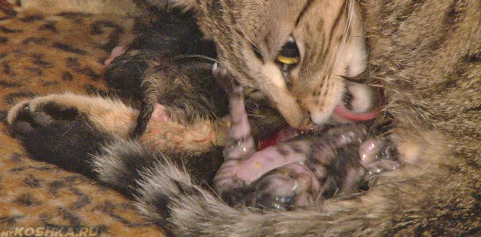 Кошка вылизывает котёнка