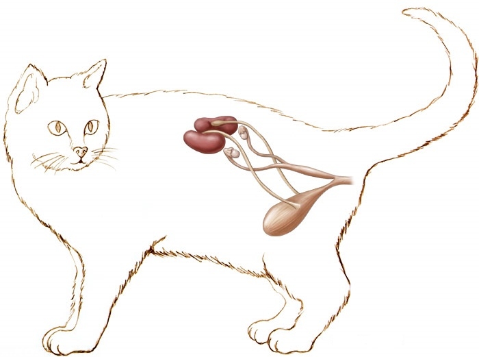 Кошка с почками изображённая на рисунке 