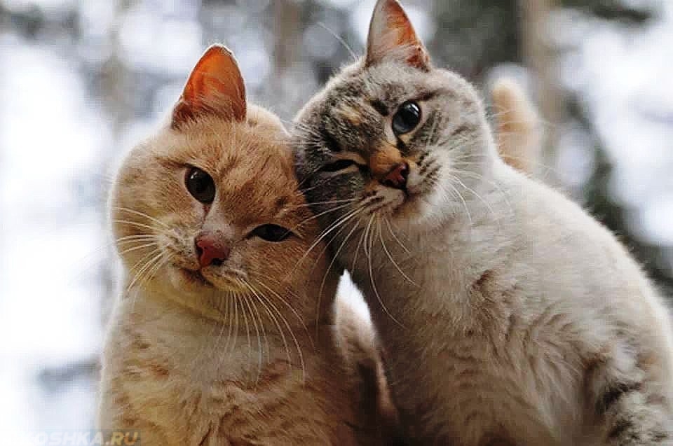 Рыжая кошка и серая кошка