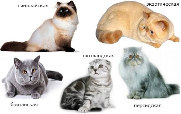 Кошки брахицефалы на картинке