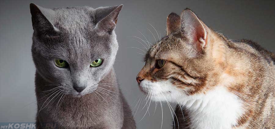 Серый кот и коричневая кошка