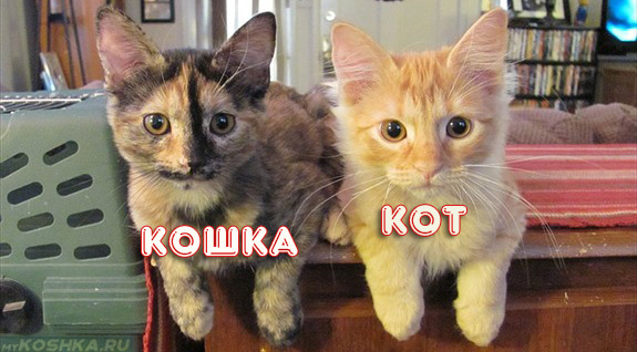 Рыжий кот и трёхцветная кошка в 1 месяц