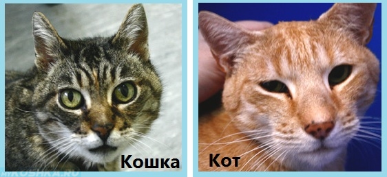 Отличия кота от кошки