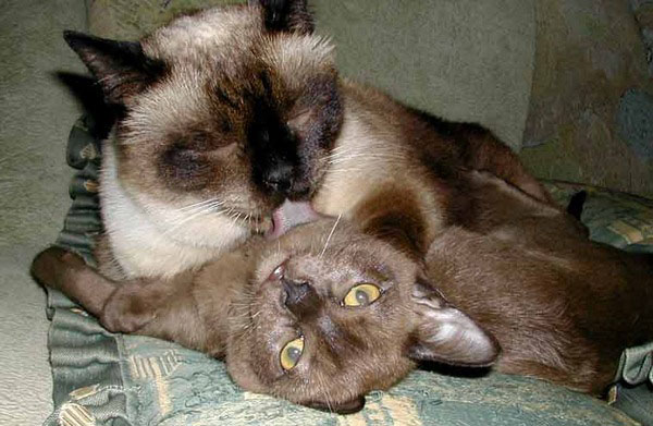 Сиамский кот вылизывает кошку