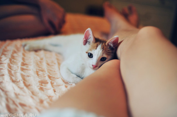 Котик лежит возе женских ног