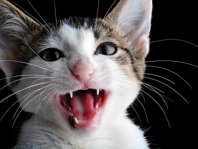 Маленький котёнок мяукает