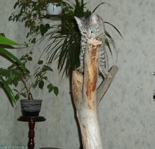Котёнок точит когти об сухую ветку