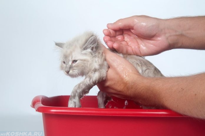 Купание персидского кота в красном тазике