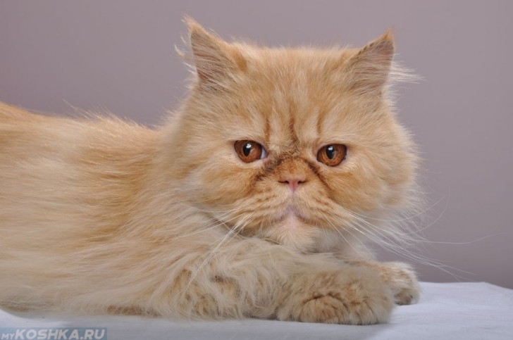 Рыжий пушистый персидский кот
