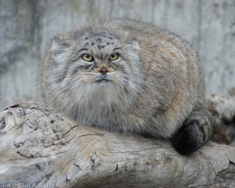 Серый степной кот манул