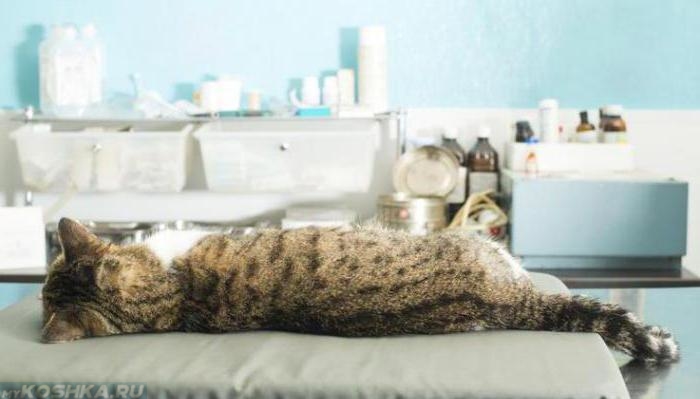 Кот лежит спиной на хирургическом столе