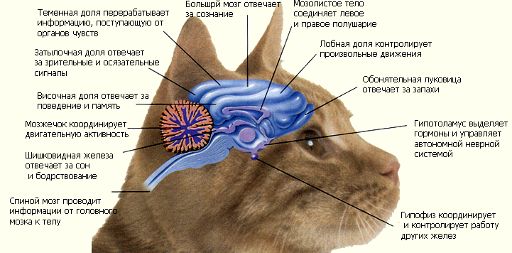 Схема нервной системы кошки