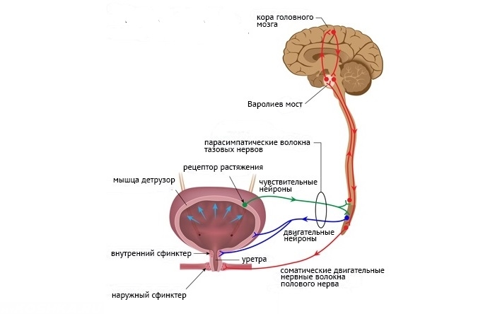 Нервная регуляция мочеиспускания на схеме