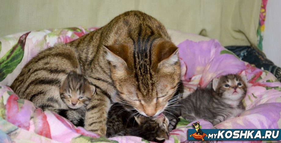 Кошка вылизывает котят
