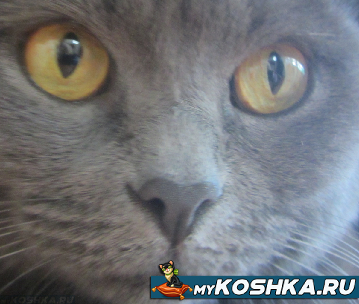 Осмотр носа у британской кошки