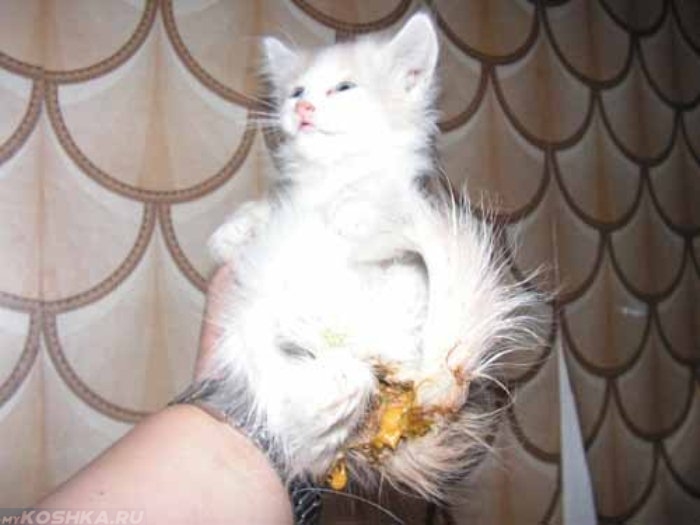 Жидкий понос у котенка