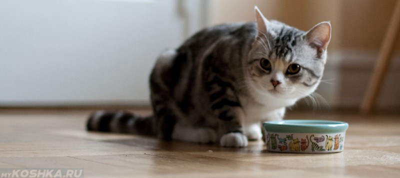Кошка потеряла аппетит