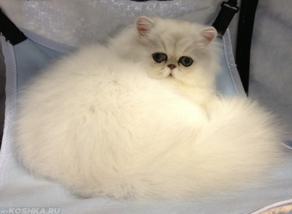 Пушистый белый персидский кот