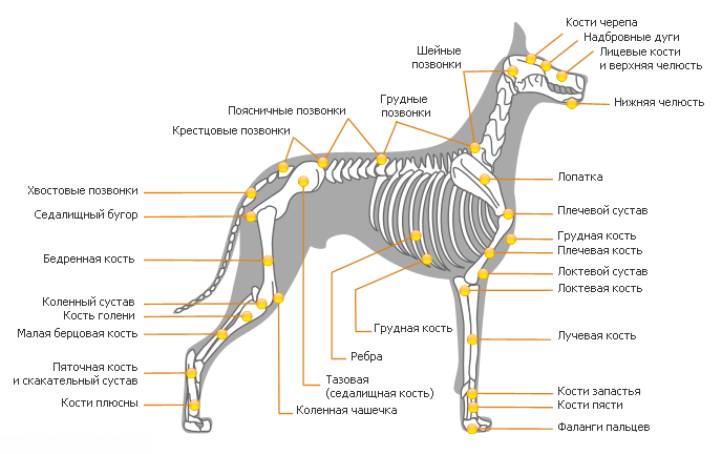 Строение скелета собаки на рисунке