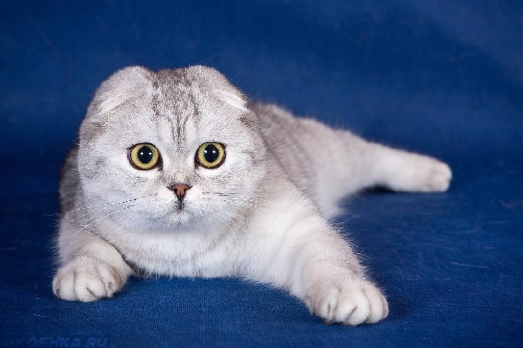 Кошка породы скоттиш фолд на синем фоне