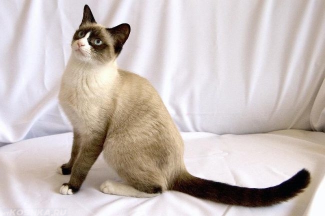 Кошка породы сноу шу с голубыми глазами сидит на белом одеяле