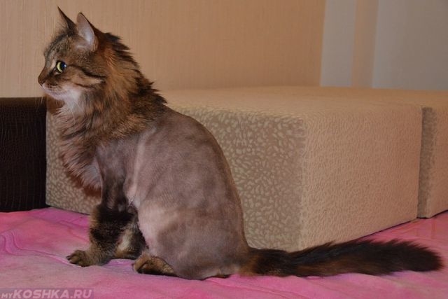 Кот с постриженной шерстью на туловище