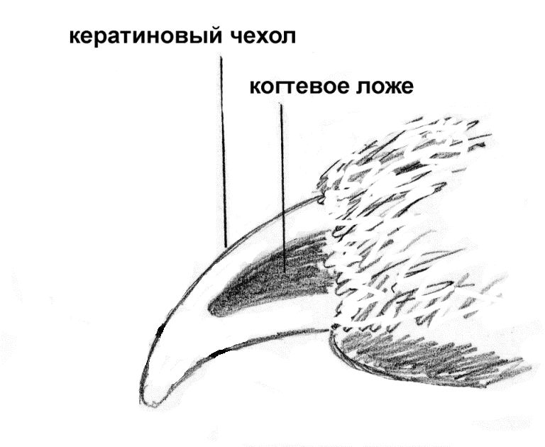 Строение собачьего когтя на схеме
